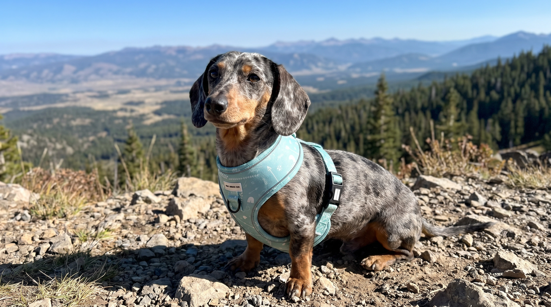 Do Dachshunds Really Need Special Harnesses?