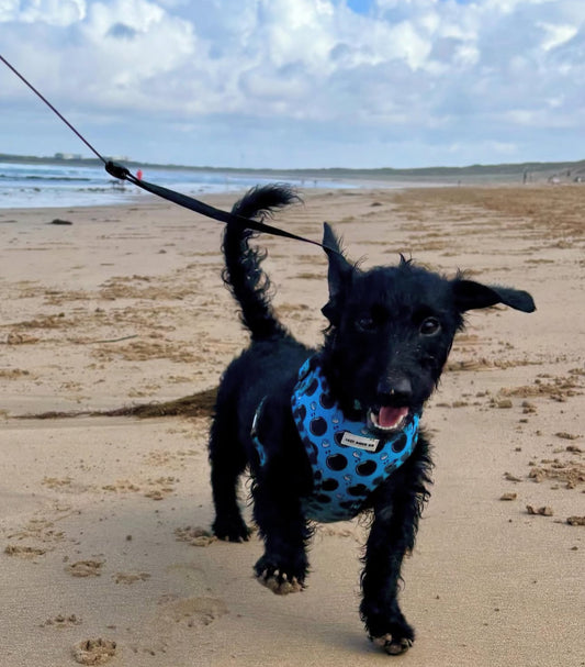 Snagbassador Spotlight: Kit the Poodle-Doxie Mix - Lazy Doxie Co
