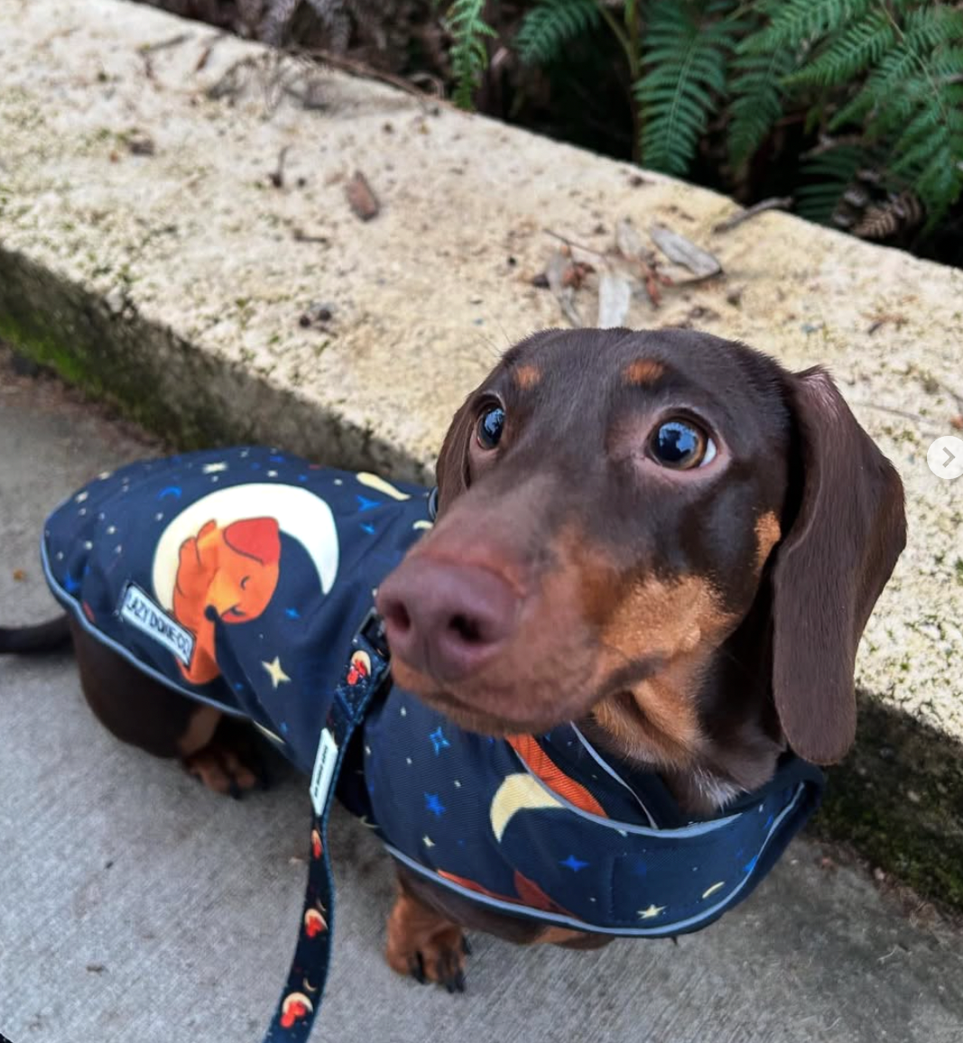 SNAGBASSADOR SPOTLIGHT: Meet Milo! - Lazy Doxie Co
