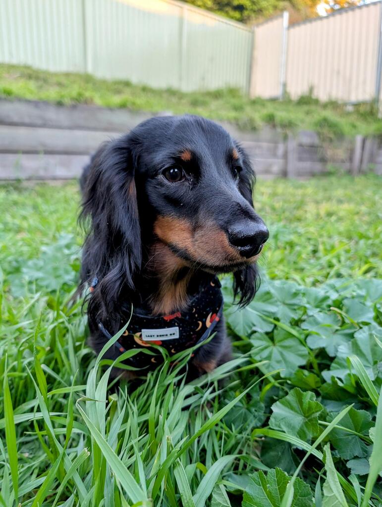 Snagbassador Spotlight: Murphy the Foster-Fail Superstar