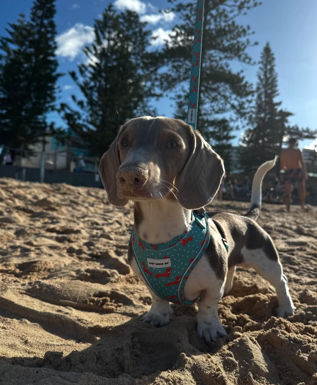 🐾 Snagbassador Spotlight: Teddy the Popcorn Chicken Connoisseur - Lazy Doxie Co