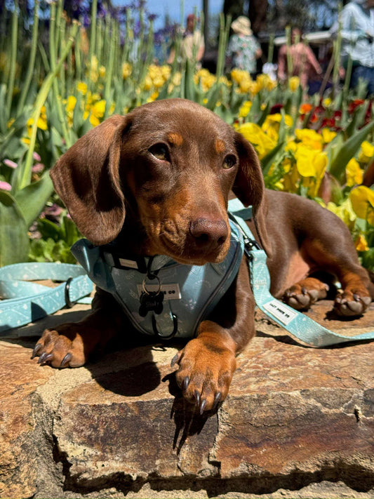 Leash - Mint to Adventure