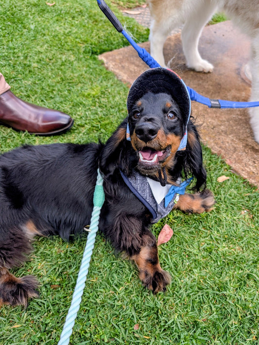 Mulit-Functional Rope Leash - Mint to Adventure