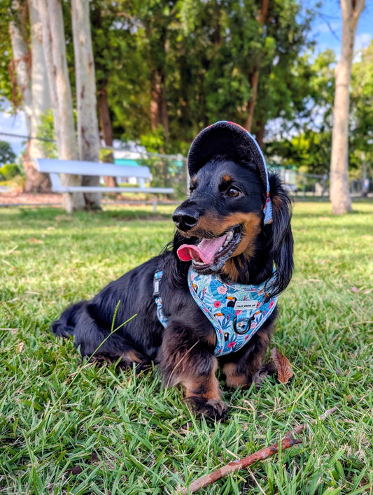 Dachshund Harness - Doxiecana