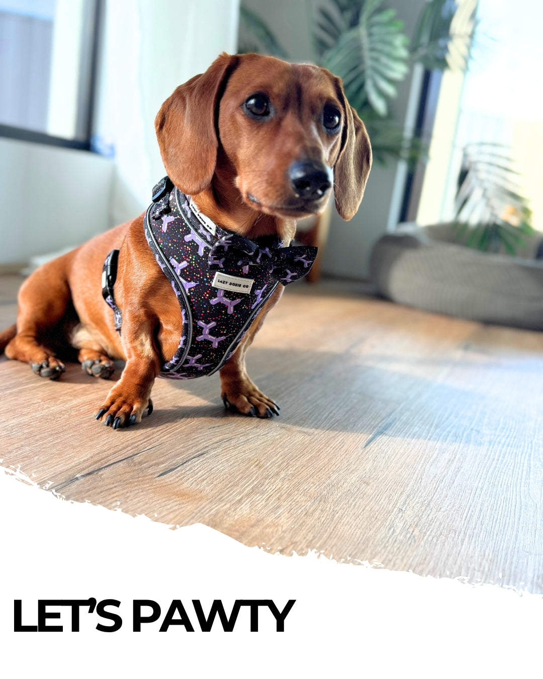 Harness - Let's Pawty - Lazy Doxie Co