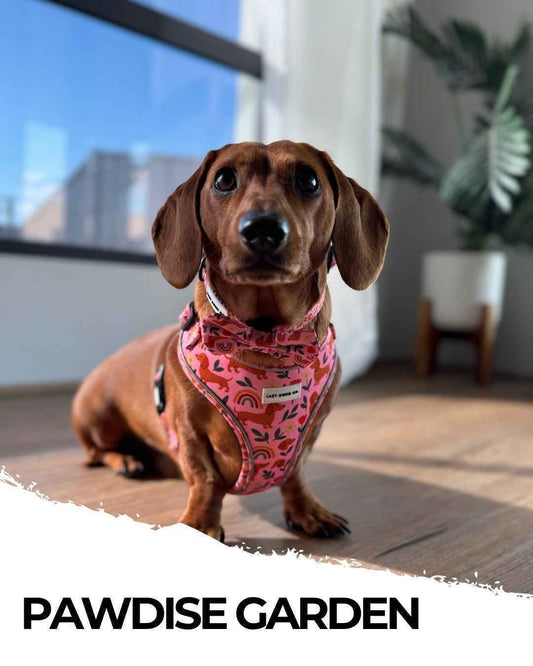 Harness - Pawdise Garden - Lazy Doxie Co
