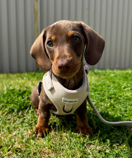 Dachshund Harness - 'Bark de Le Taco'
