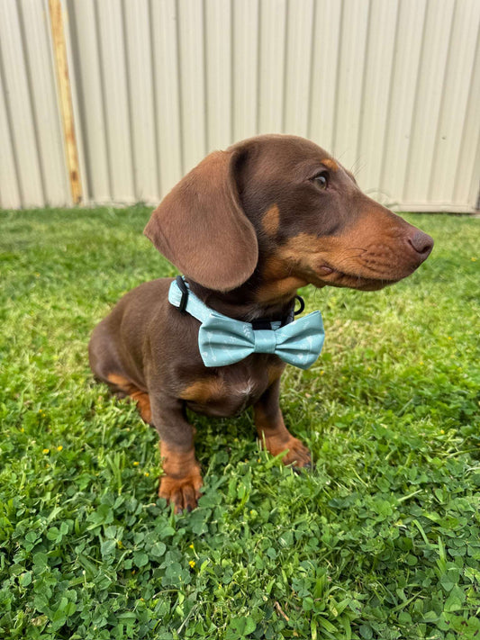 Snag + Go Bundle - Mint to Adventure