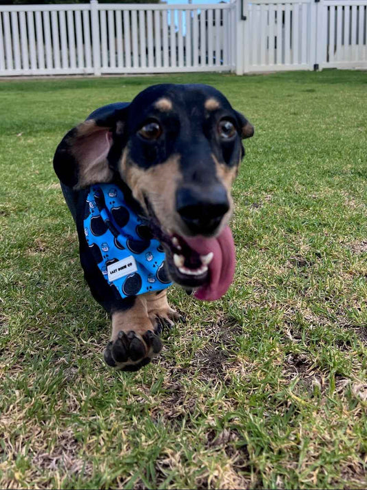 Dress to Drool Bundle - Doxie Dunk - Lazy Doxie Co