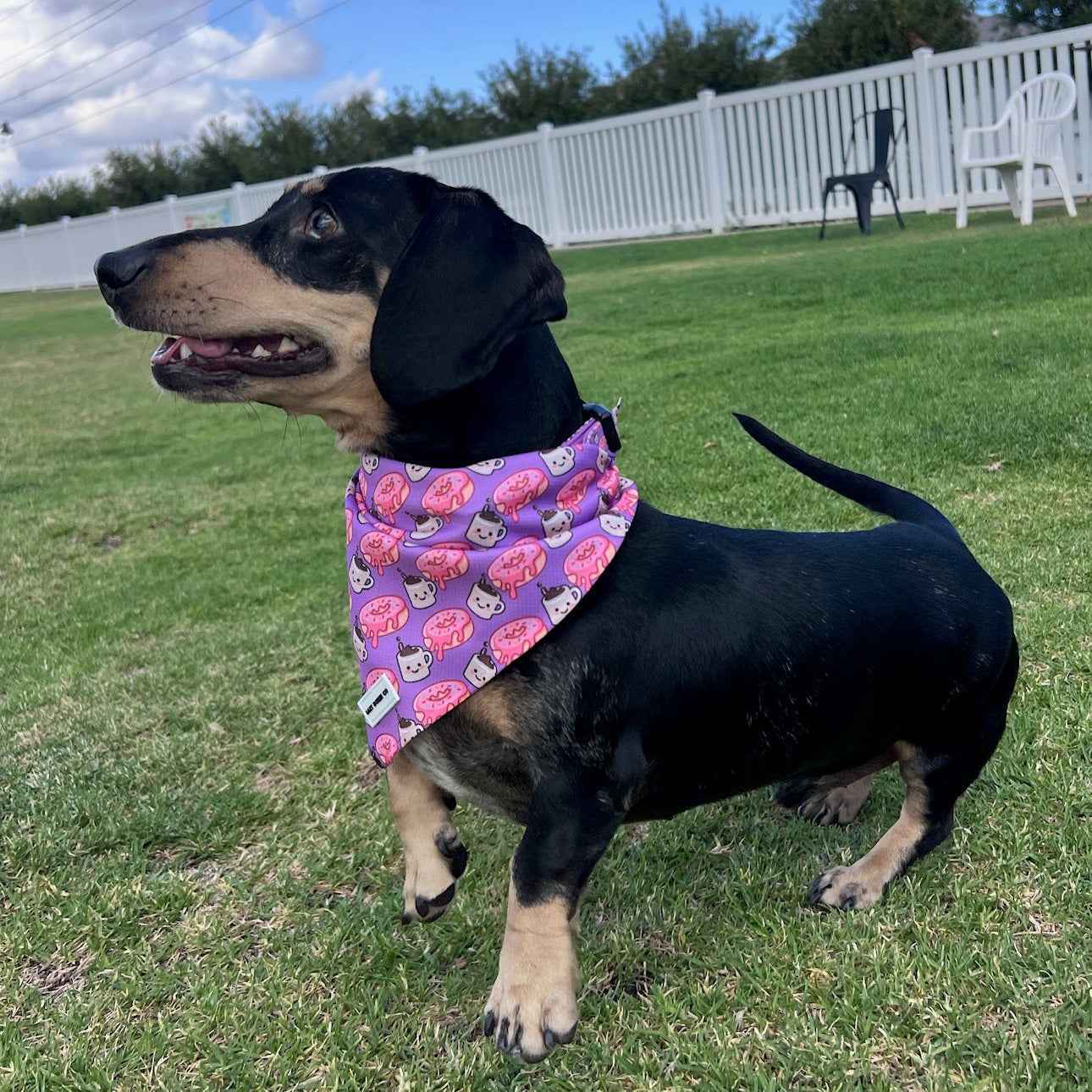 Daily Doxie Bundle - Dachuccino