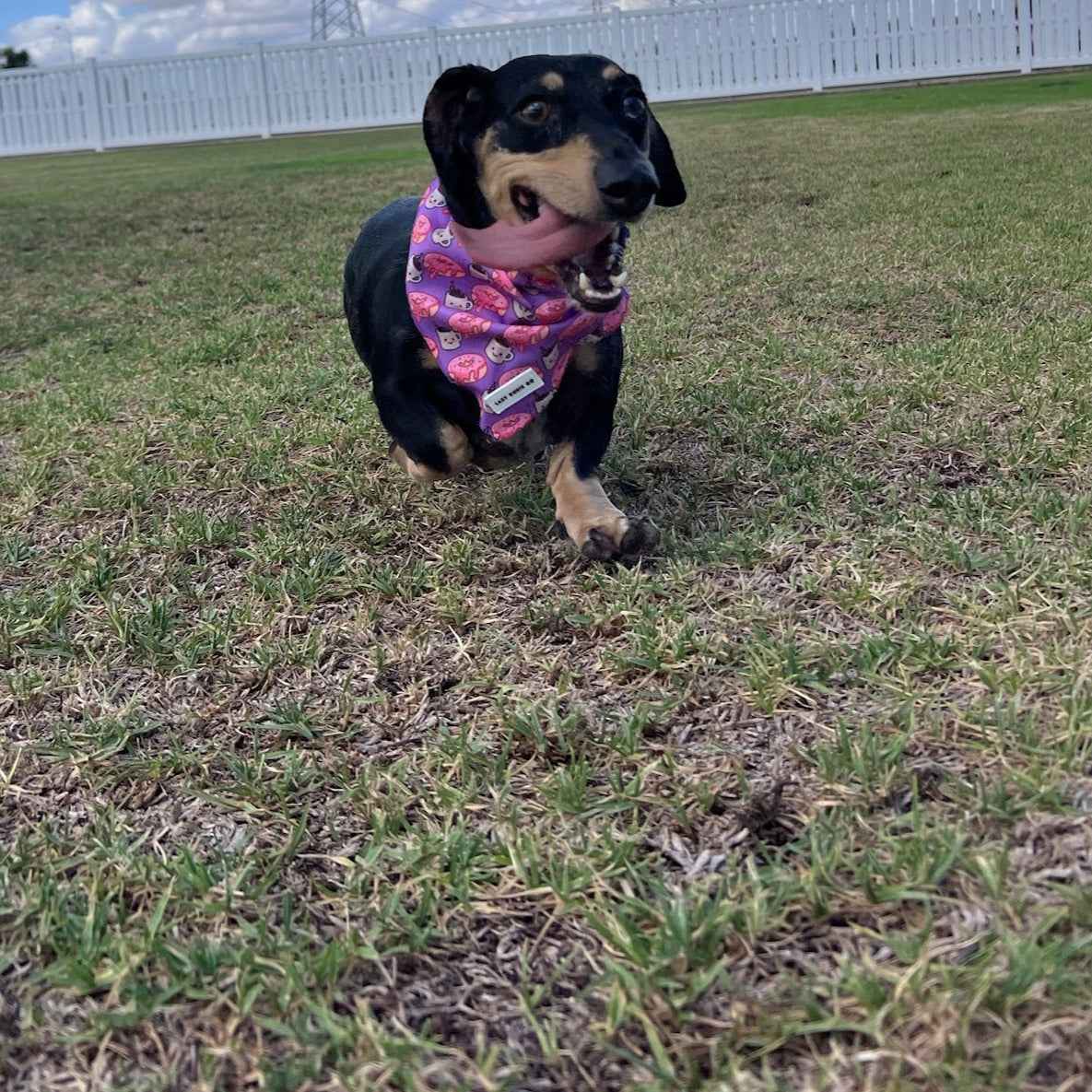 Bandana - Dachuccino