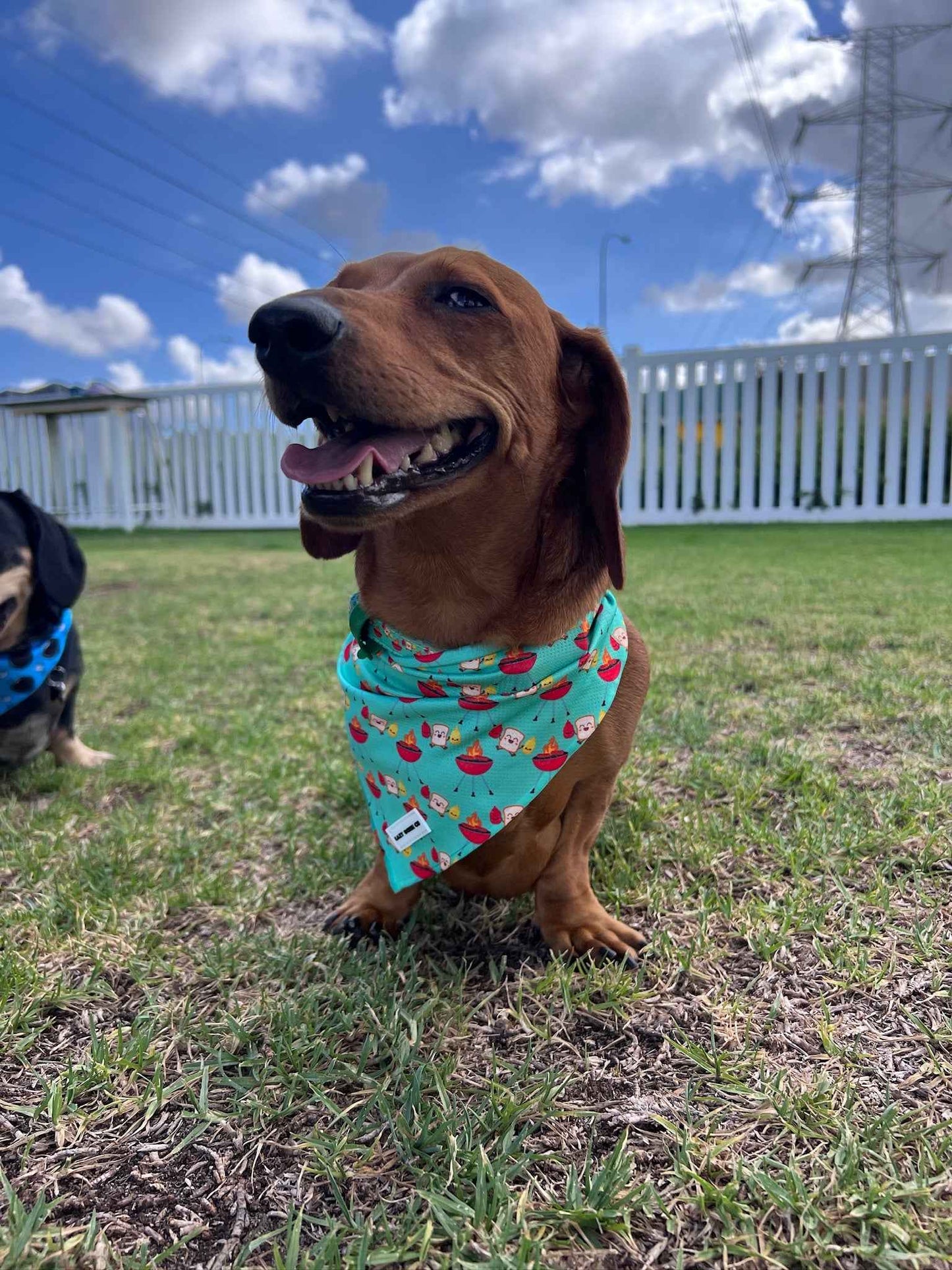 Bandana - Saucy Snags