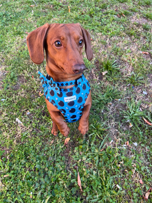 Harness - Doxie Dunk - Lazy Doxie Co