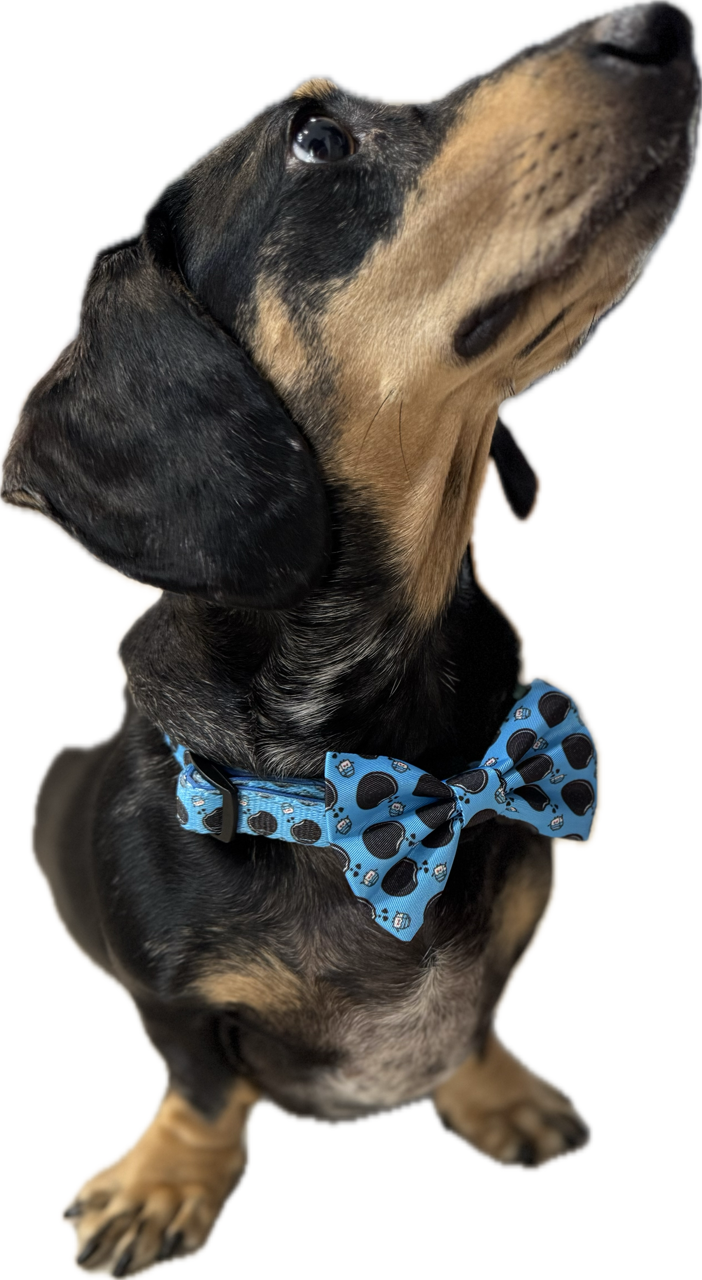 Collar - Doxie Dunk - Lazy Doxie Co