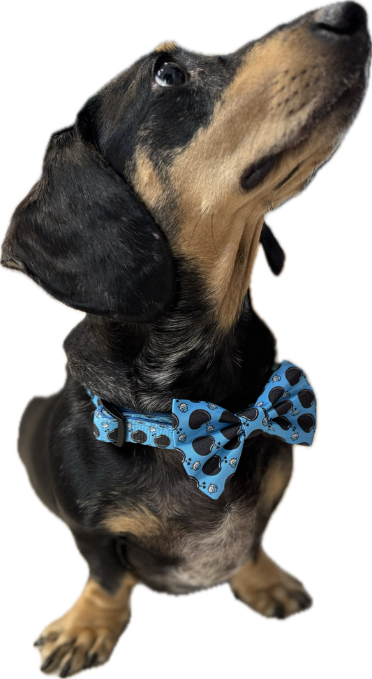 Collar - Doxie Dunk - Lazy Doxie Co