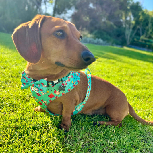 Harness - Saucy Snags - Lazy Doxie Co