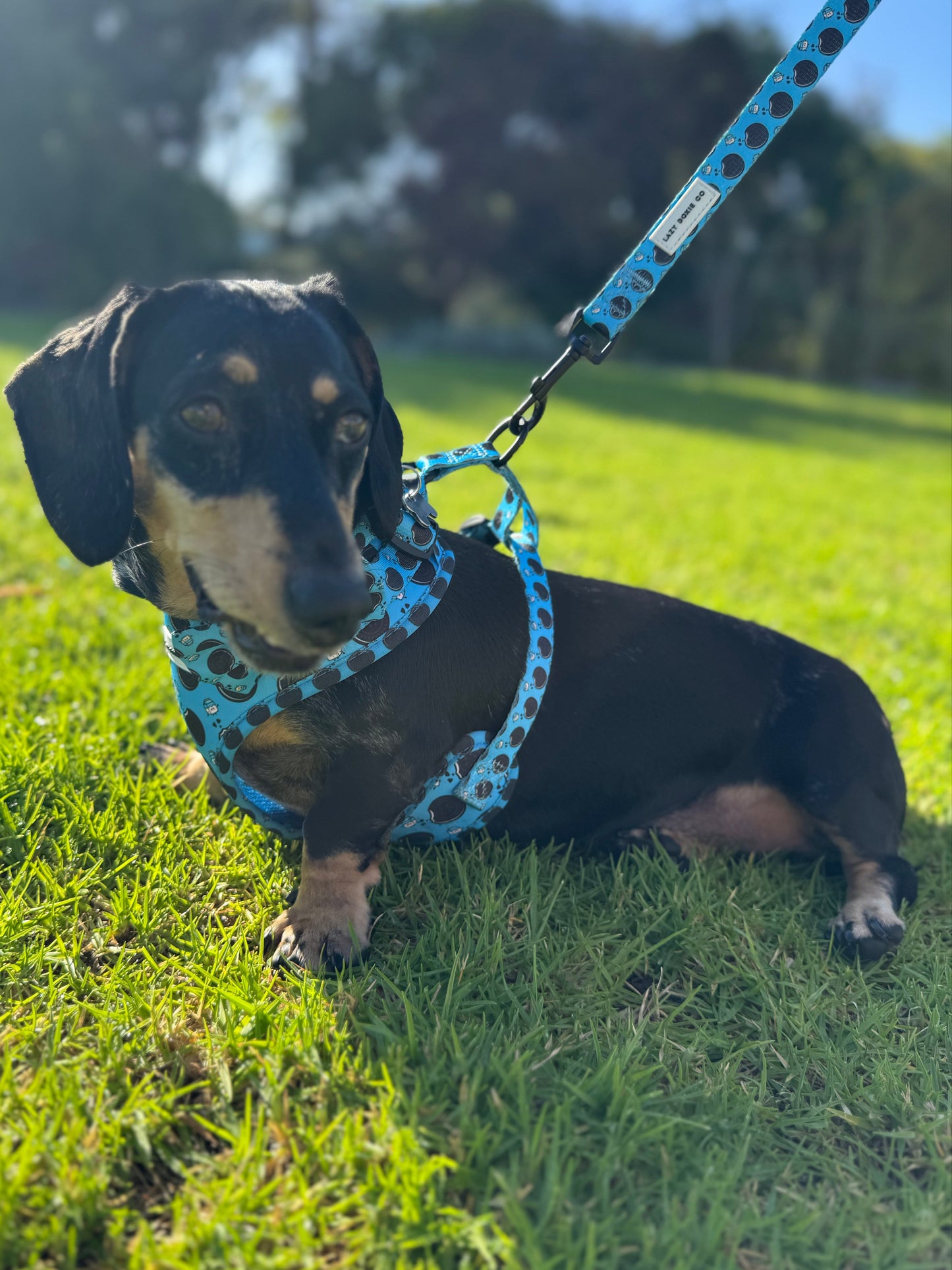 Harness - Doxie Dunk