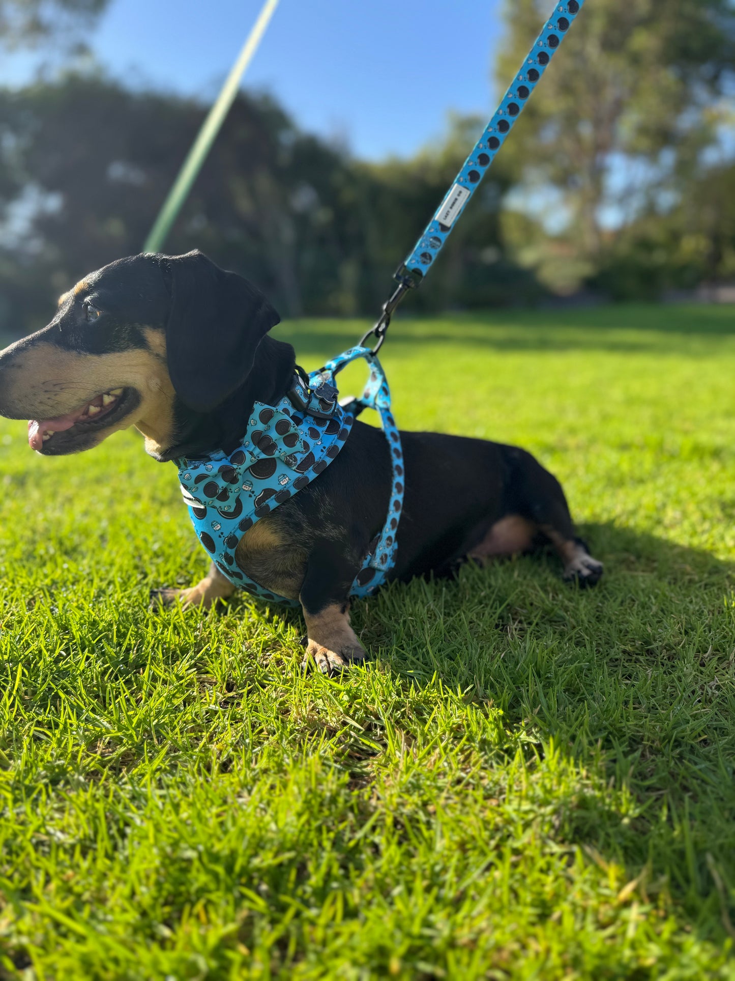 Bows - Doxie Dunk - Lazy Doxie Co