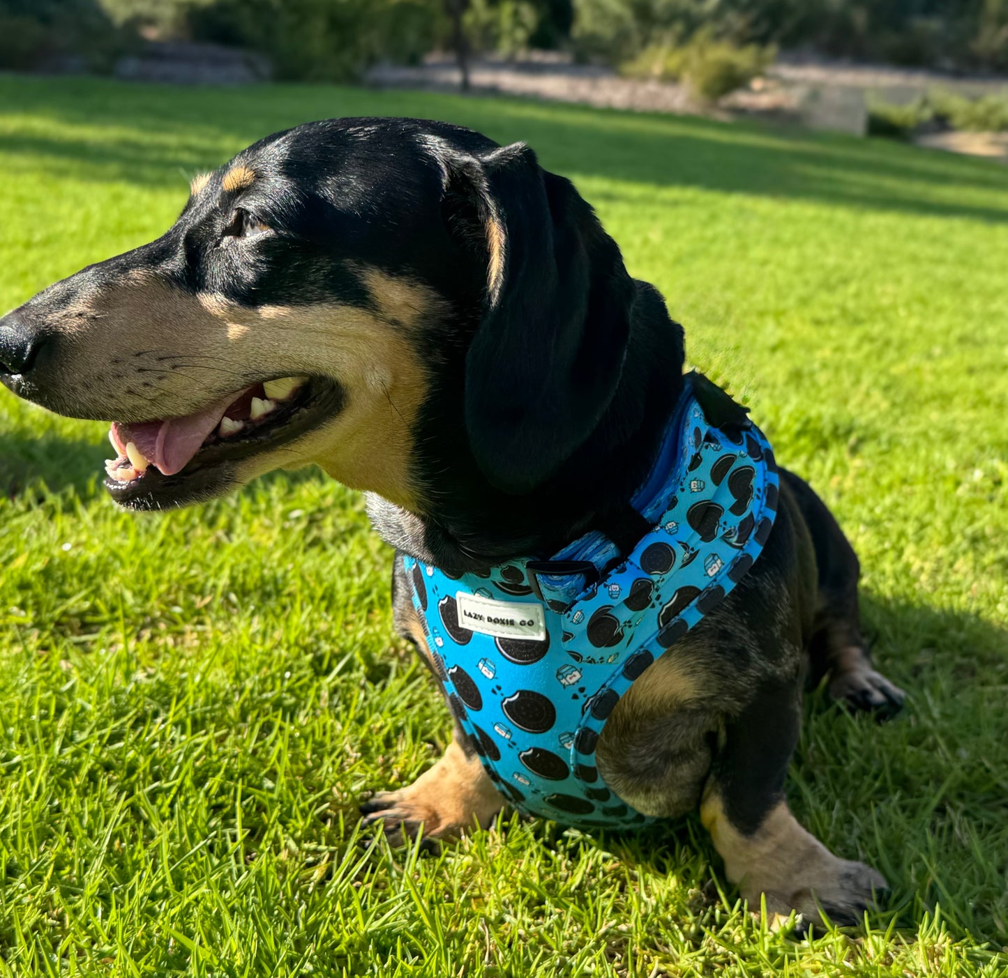 Harness - Doxie Dunk
