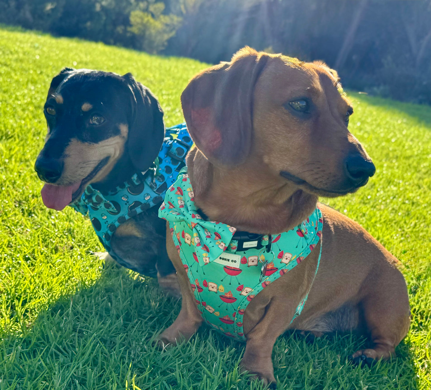 Collar - Saucy Snags - Lazy Doxie Co