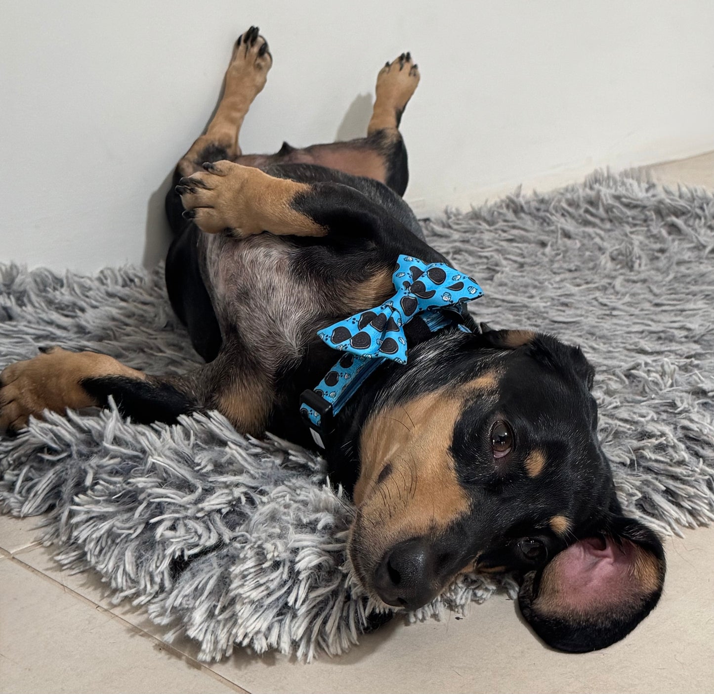 Daily Doxie Bundle - Doxie Dunk - Lazy Doxie Co