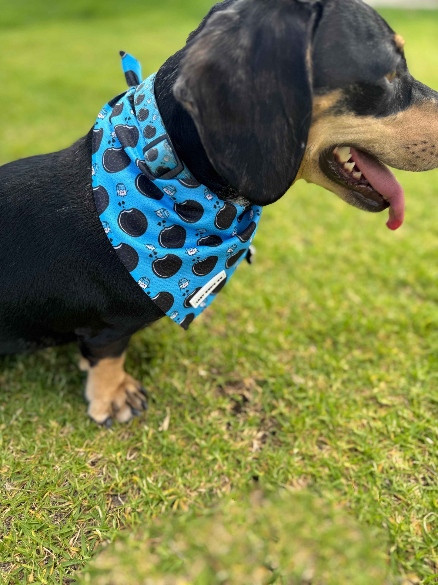 Bandana - Doxie Dunk