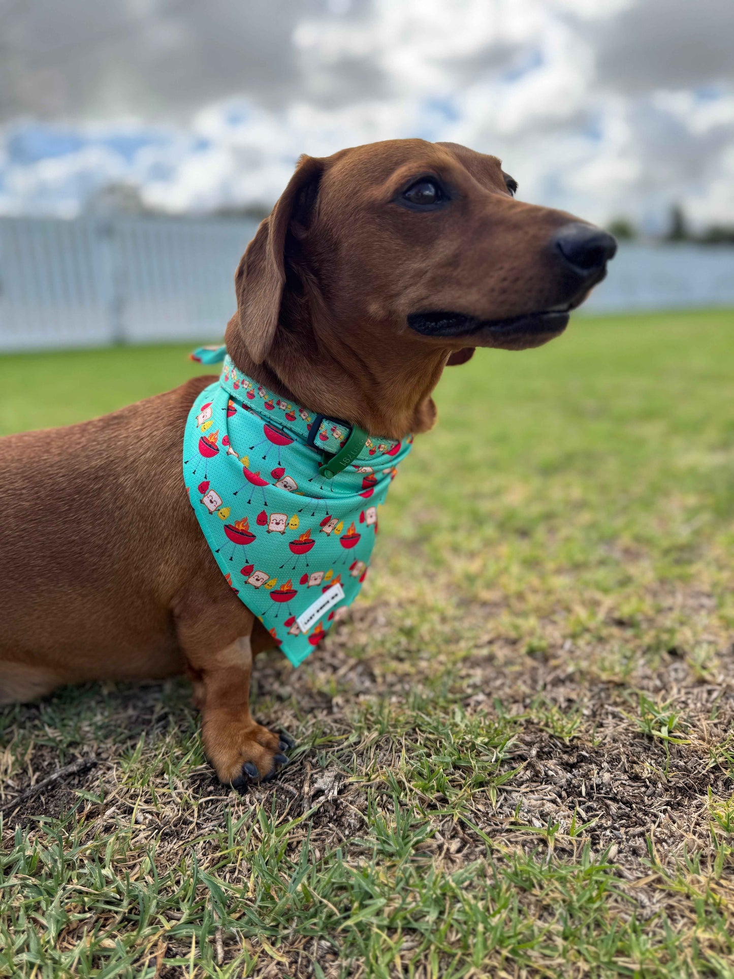 Bandana - Saucy Snags