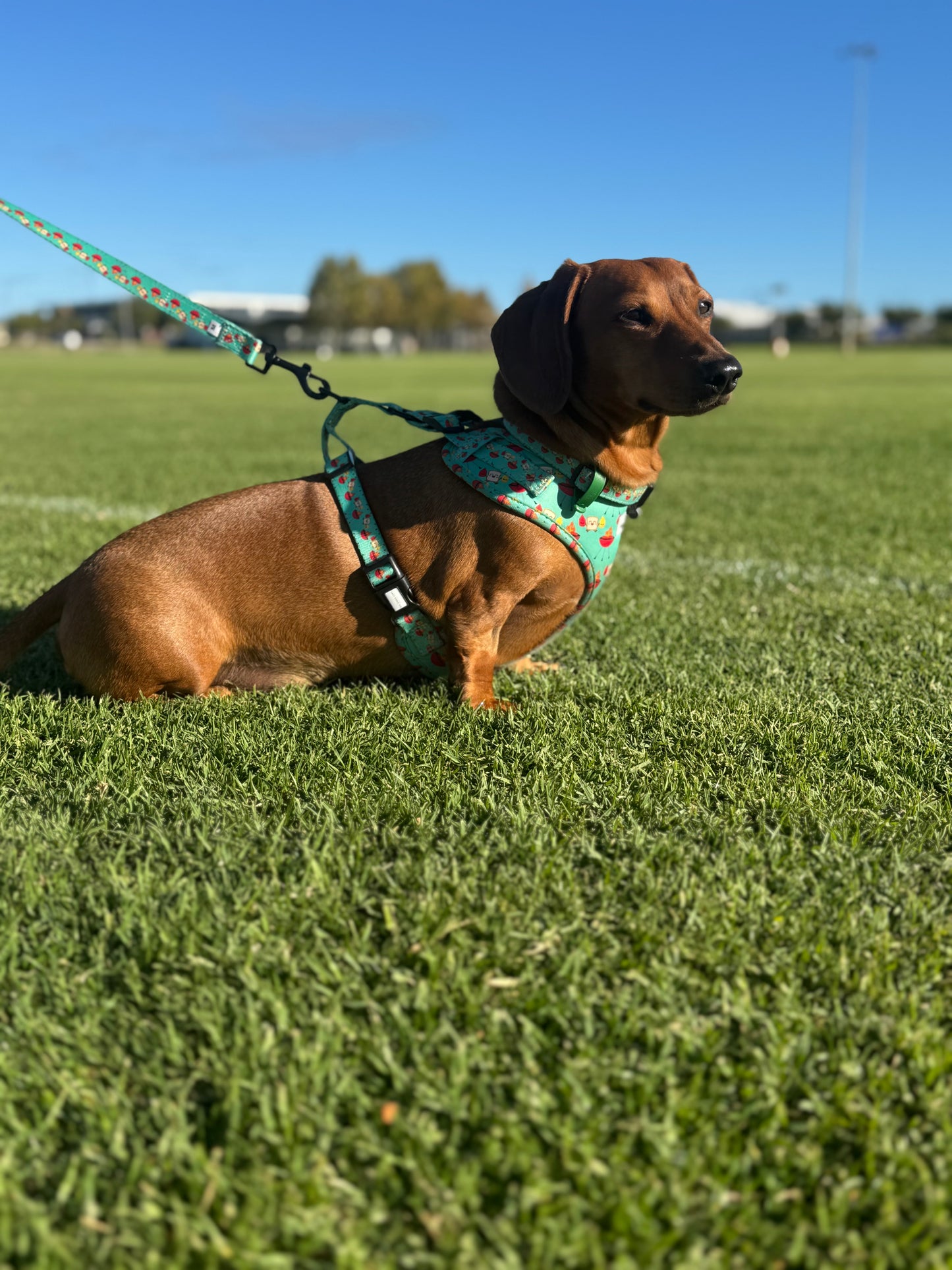 Harness - Saucy Snags