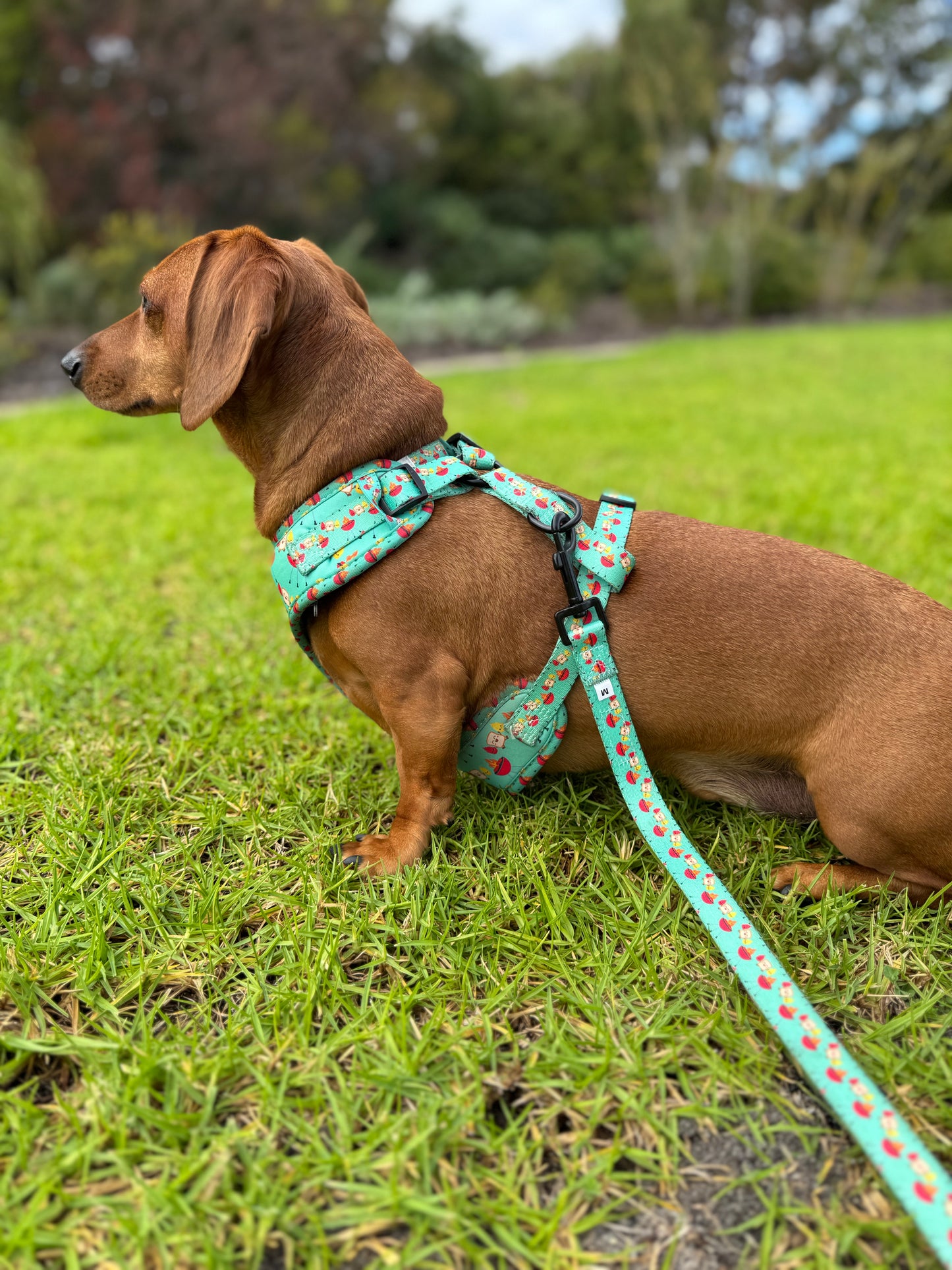Leash - Saucy Snags