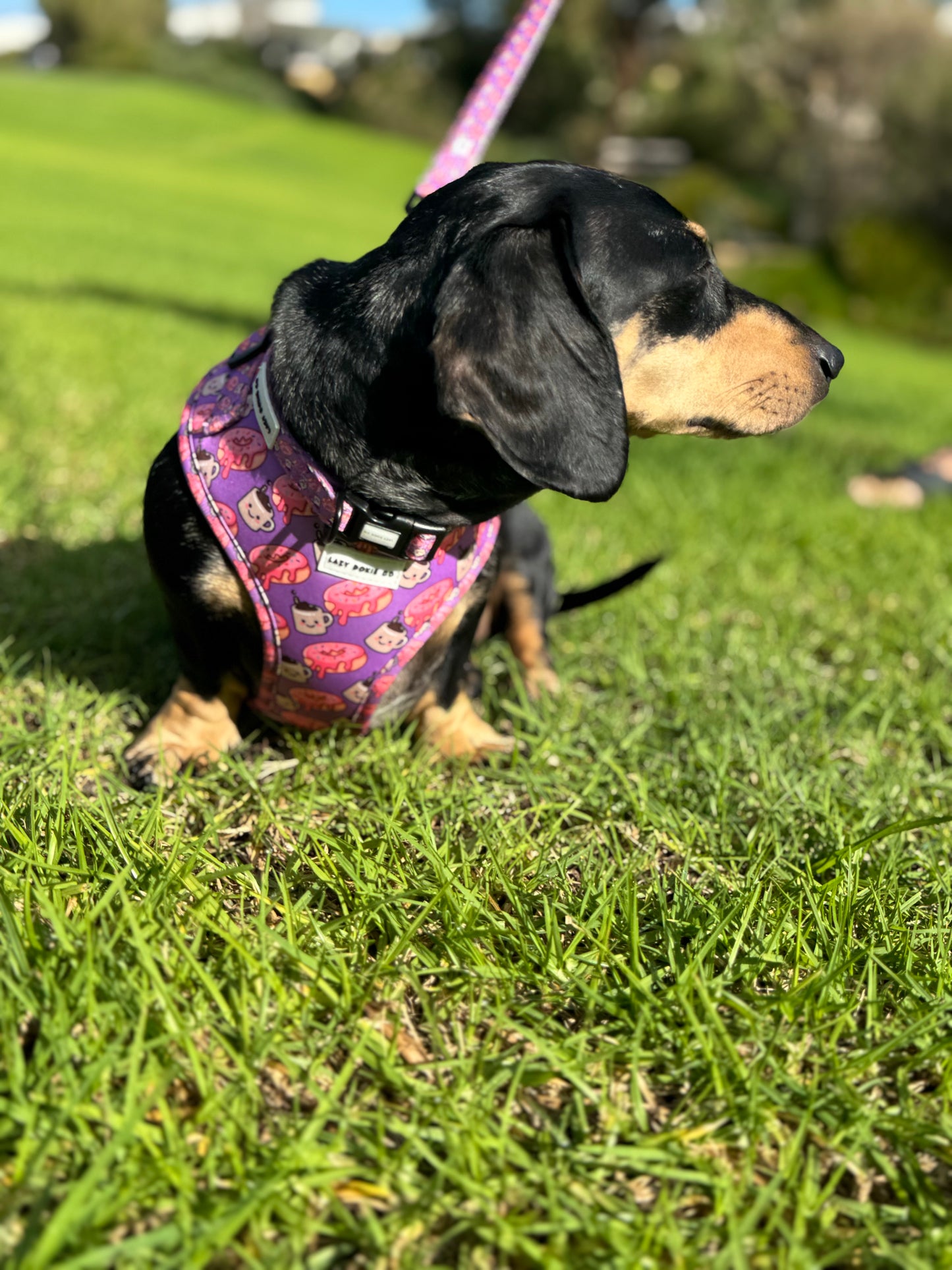 Collar - Dachuccino