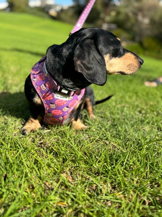 Collar - Dachuccino - Lazy Doxie Co