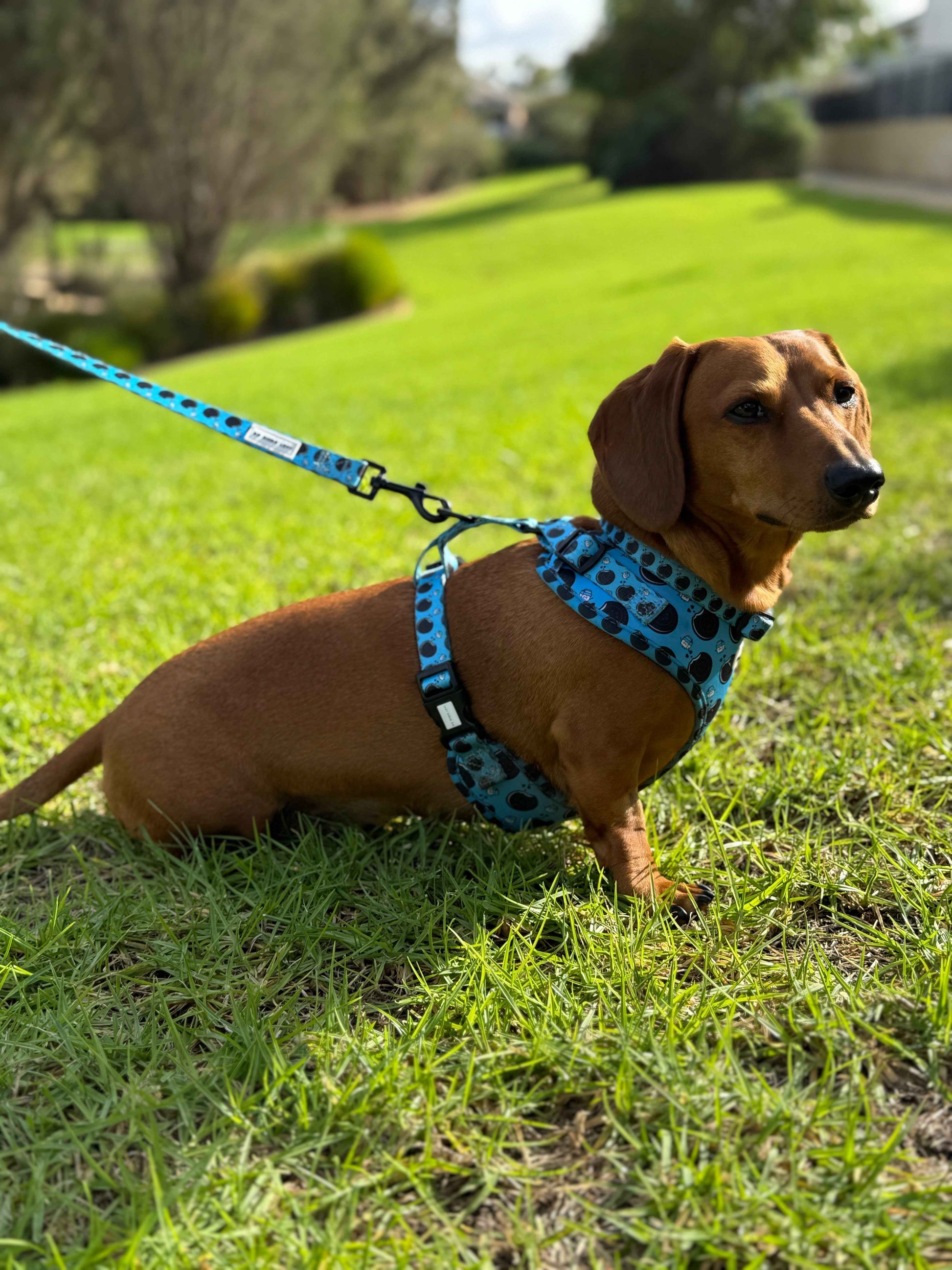 Snag+Go Harness Bundle - Doxie Dunk