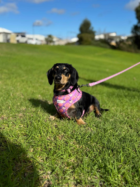 Snag + Go Bundle - Harness Bundle - Lazy Doxie Co