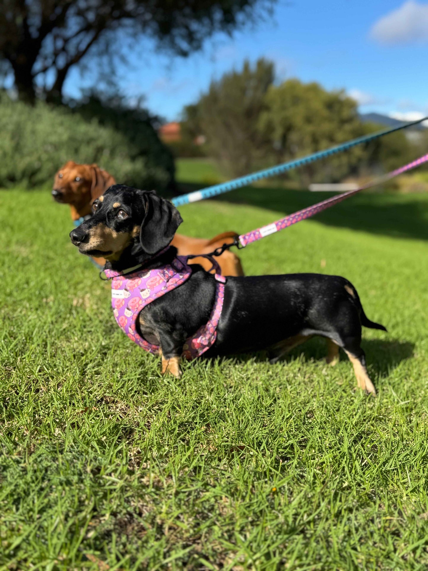 Snag+Go Harness Bundle - Dachuccino