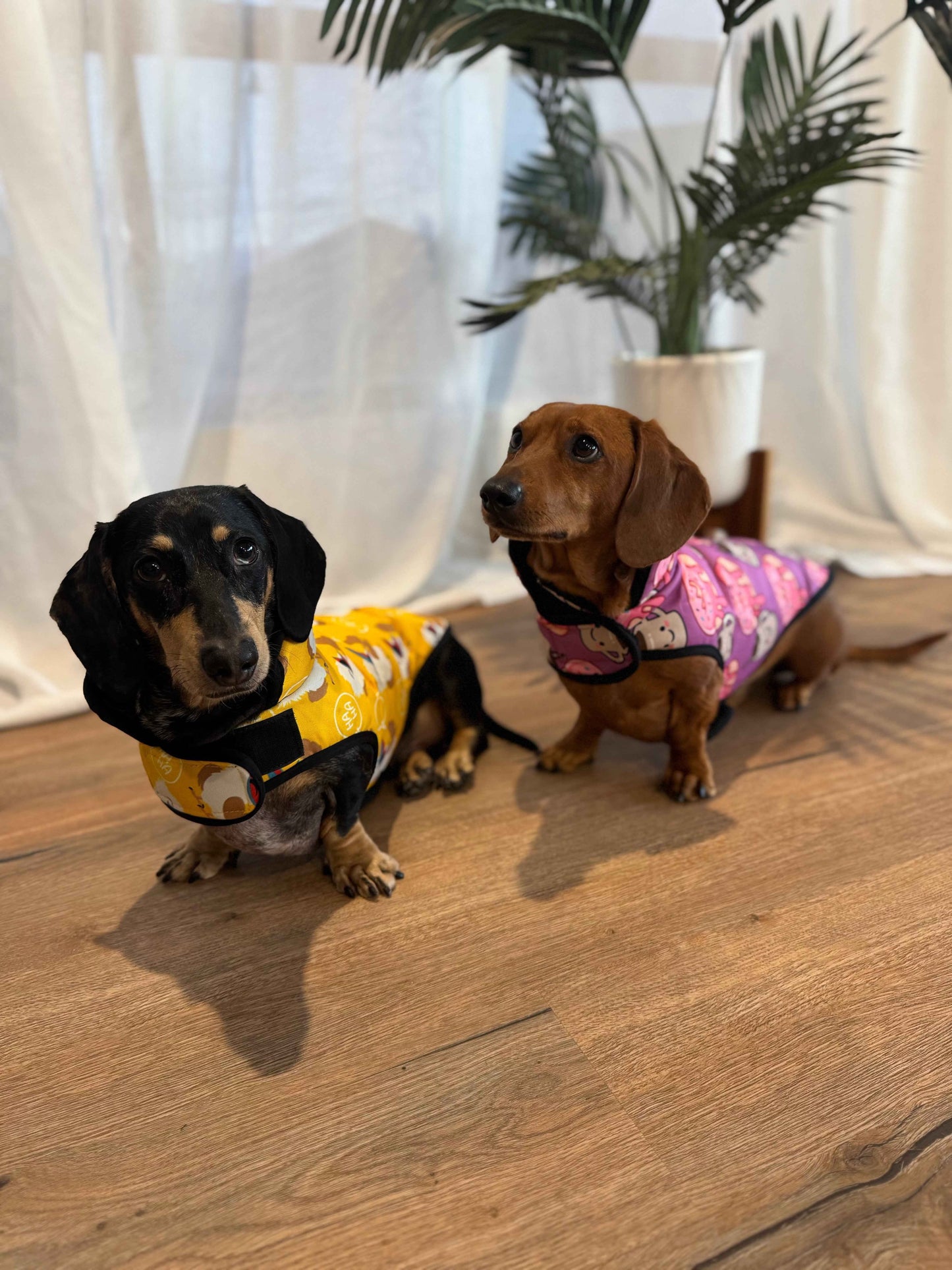 Waterproof Dachshund Jackets - Snagaburra