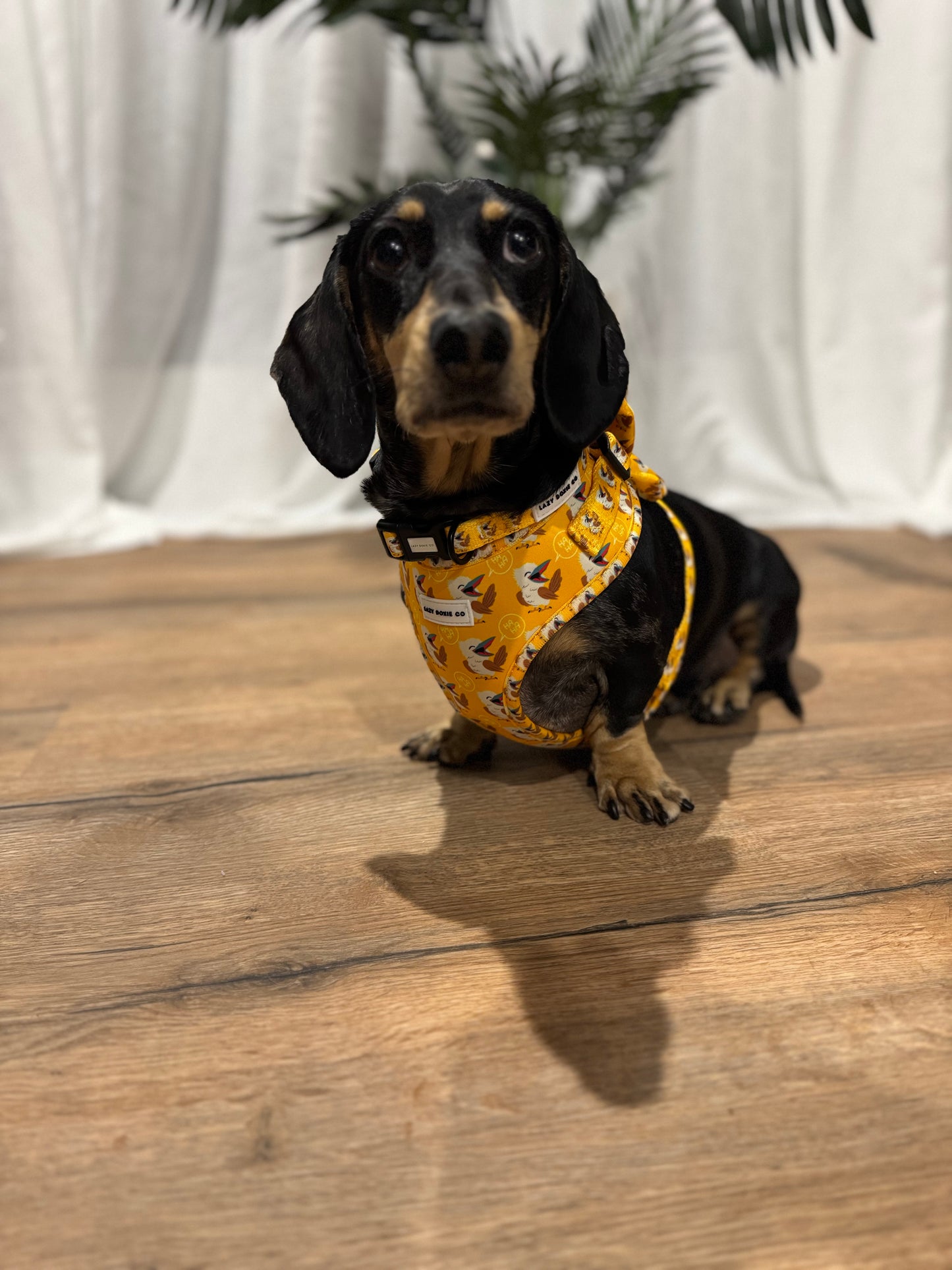 Harness - Snagaburra - Lazy Doxie Co
