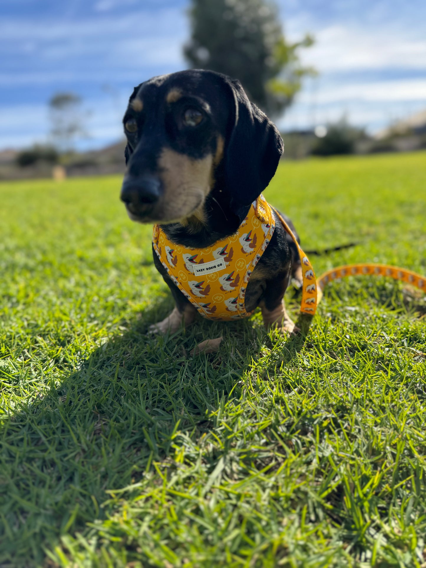 Snag + Go Bundle - Snagaburra - Lazy Doxie Co