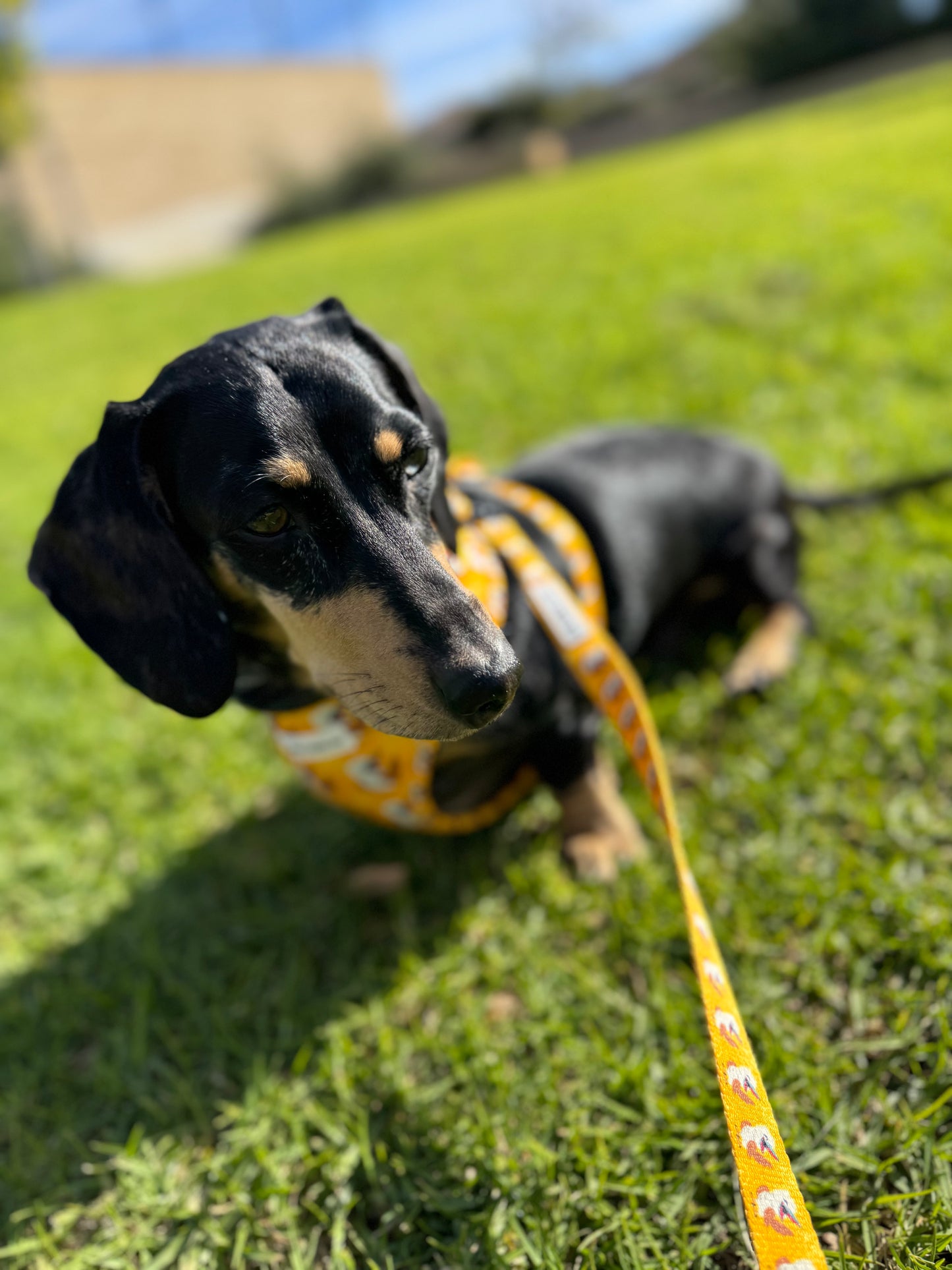 Leash - Snagaburra