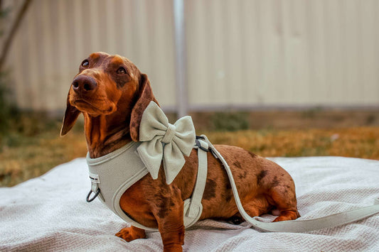 Daily Doxie Bundle - Hound De Sage