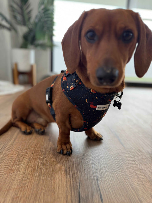 Harness - Dashtrology - Lazy Doxie Co