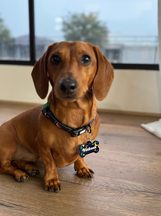 Collar - Dashtrology - Lazy Doxie Co