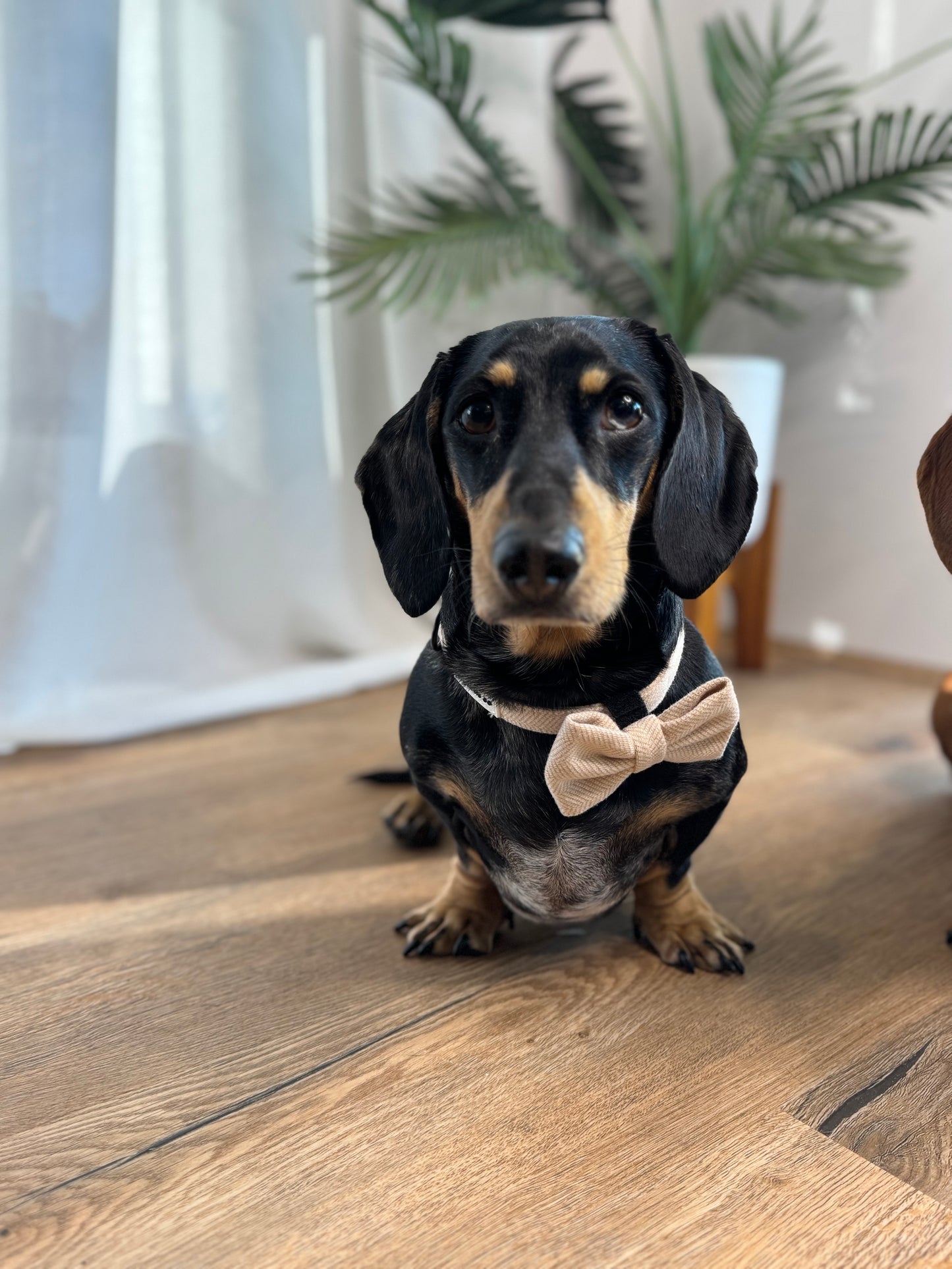 Collar - Bark de Le Taco