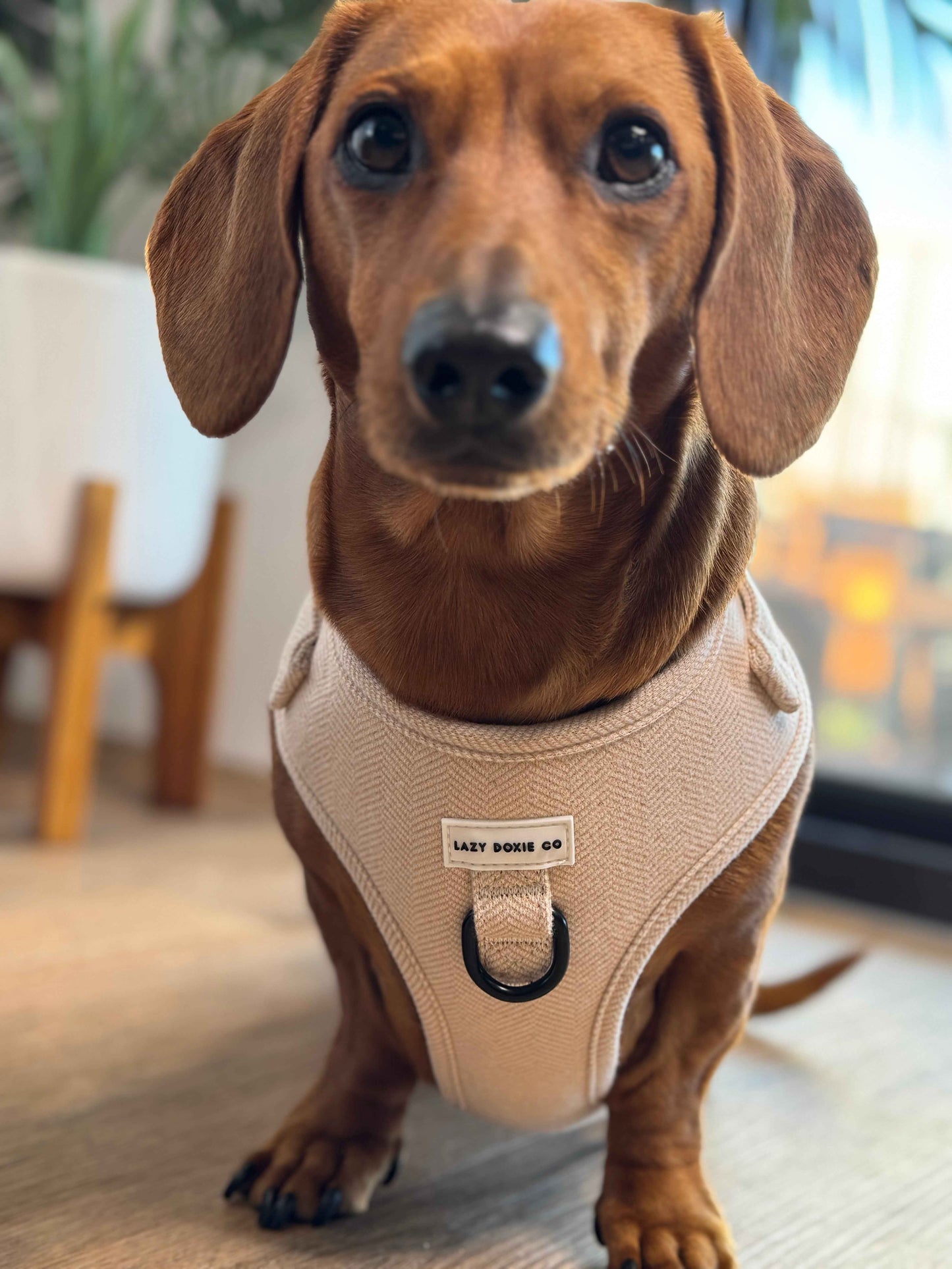 Snag + Go Bundle - Bark de Le Taco