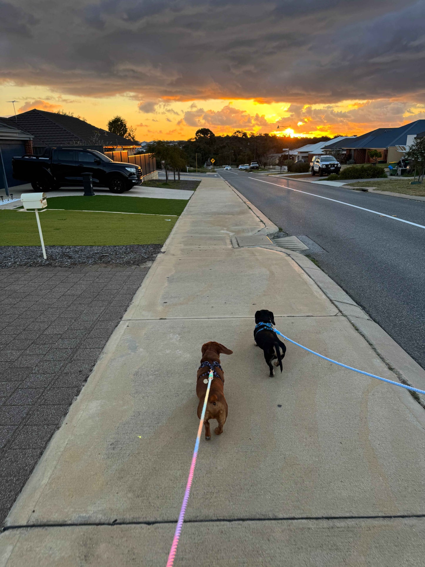 Mulit-Functional Rope Leash - Mint to Adventure