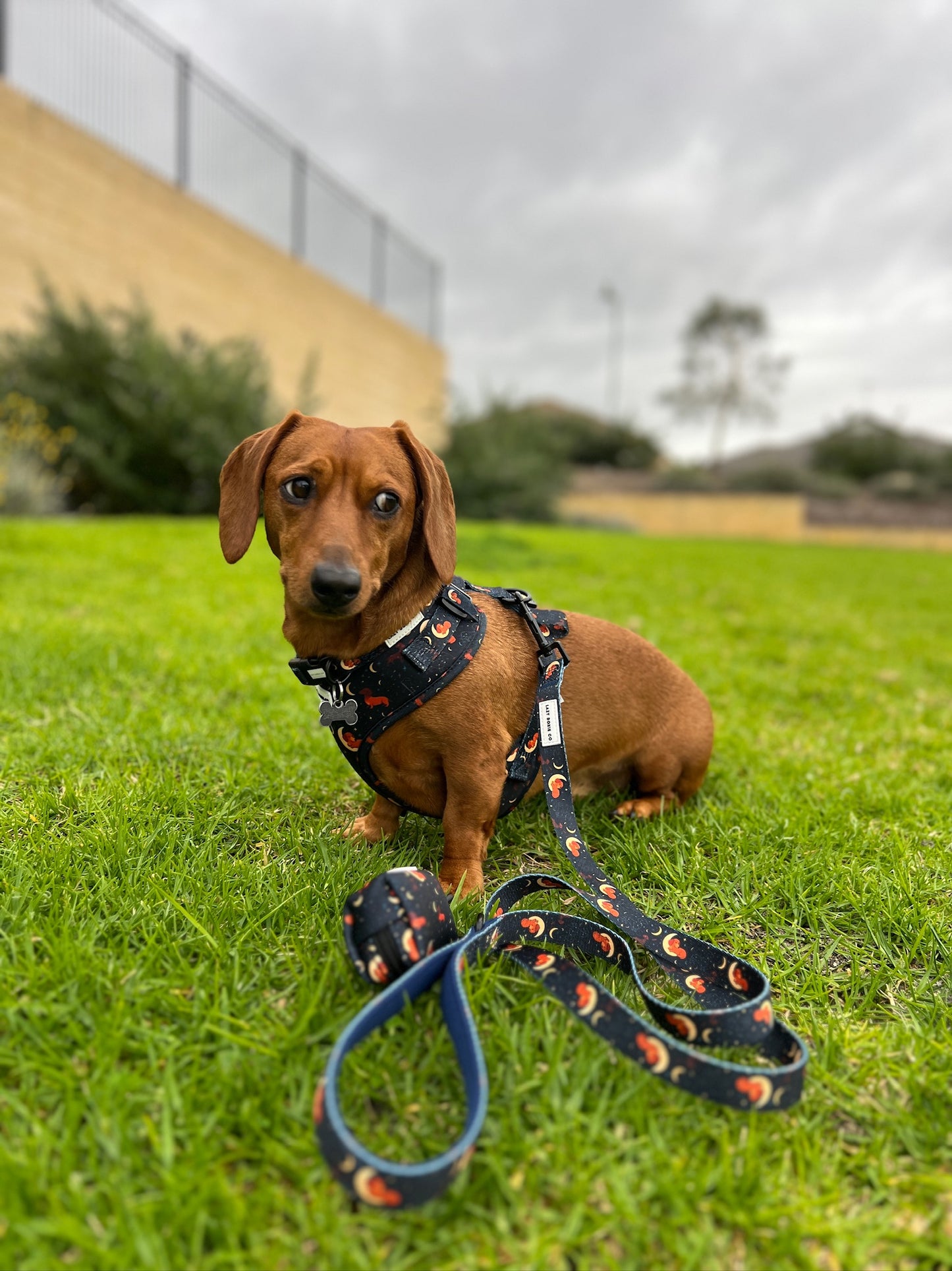 Leash - Dashtrology - Lazy Doxie Co