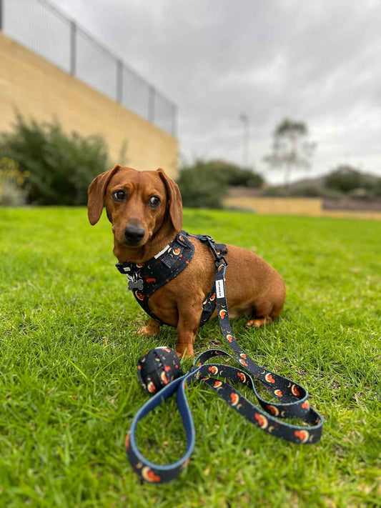 Lazy Luxe Harness Bundle - Dashtrology