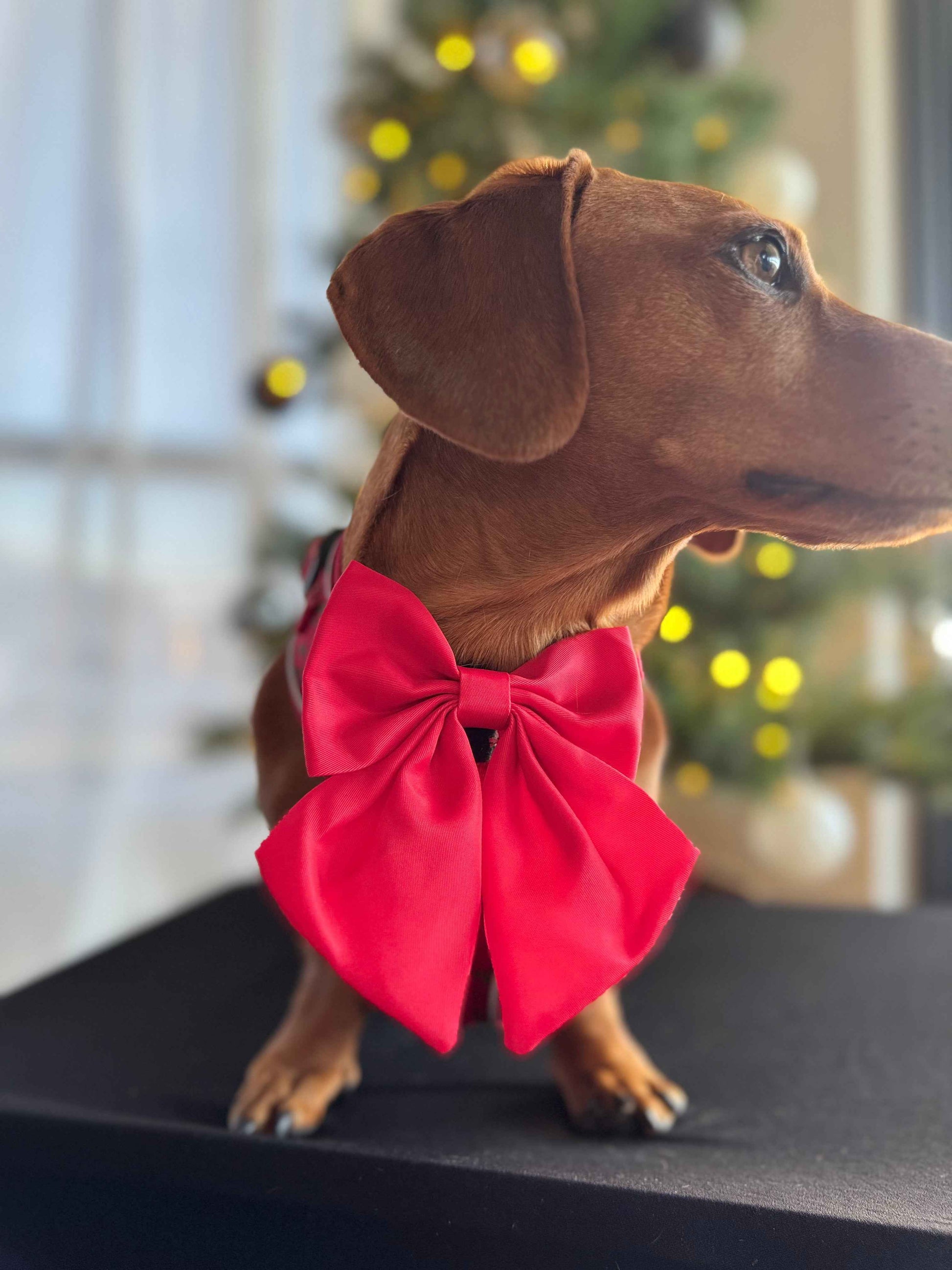 Collar - Santa's Little Gift