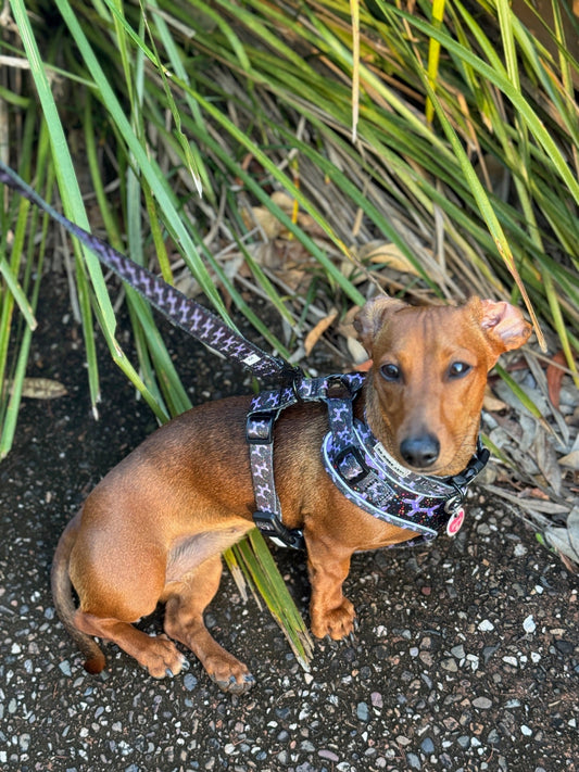 Harness - Let's Pawty - Lazy Doxie Co