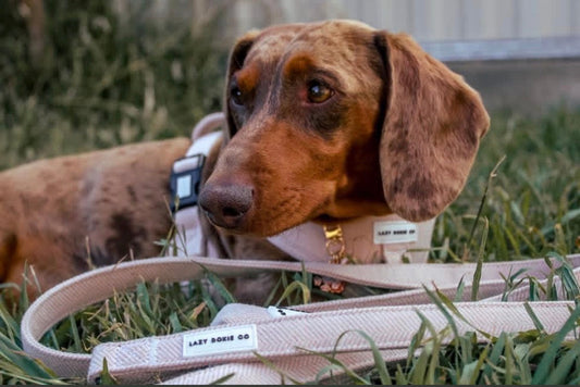 Leash - Bark de Le Taco
