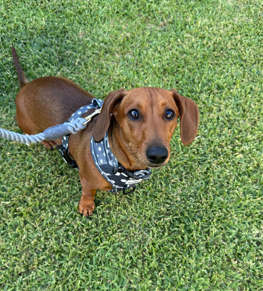 Multi-Functional Rope Leash - Snagstorm Grey